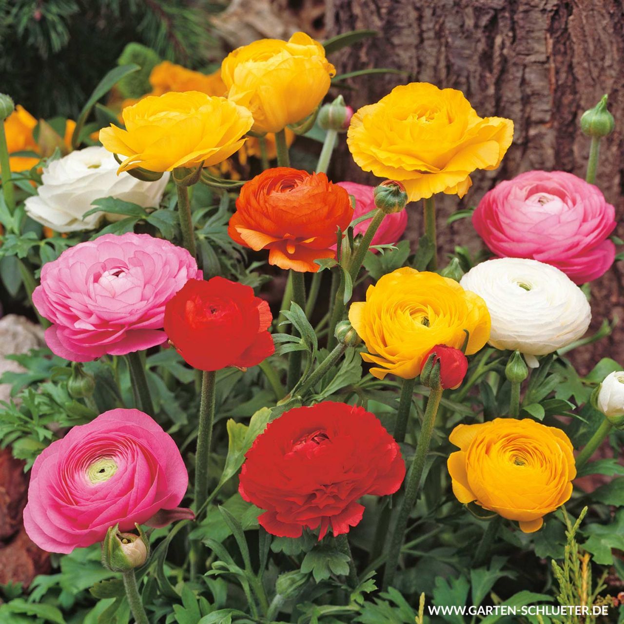 Kategorie <b>Frühlings-Blumenzwiebeln </b> - Ranunkeln 'Mischung' - Ranunculus