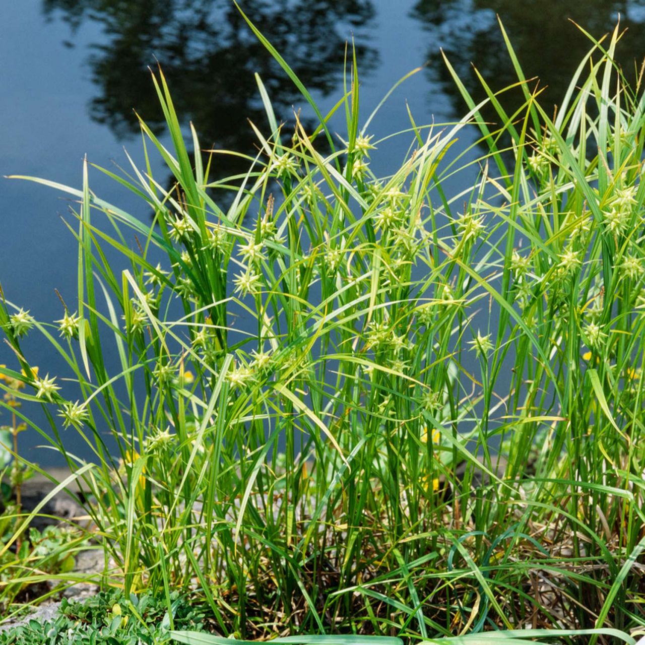 Kategorie <b>Stauden </b> - Morgenstern-Segge - Carex grayi