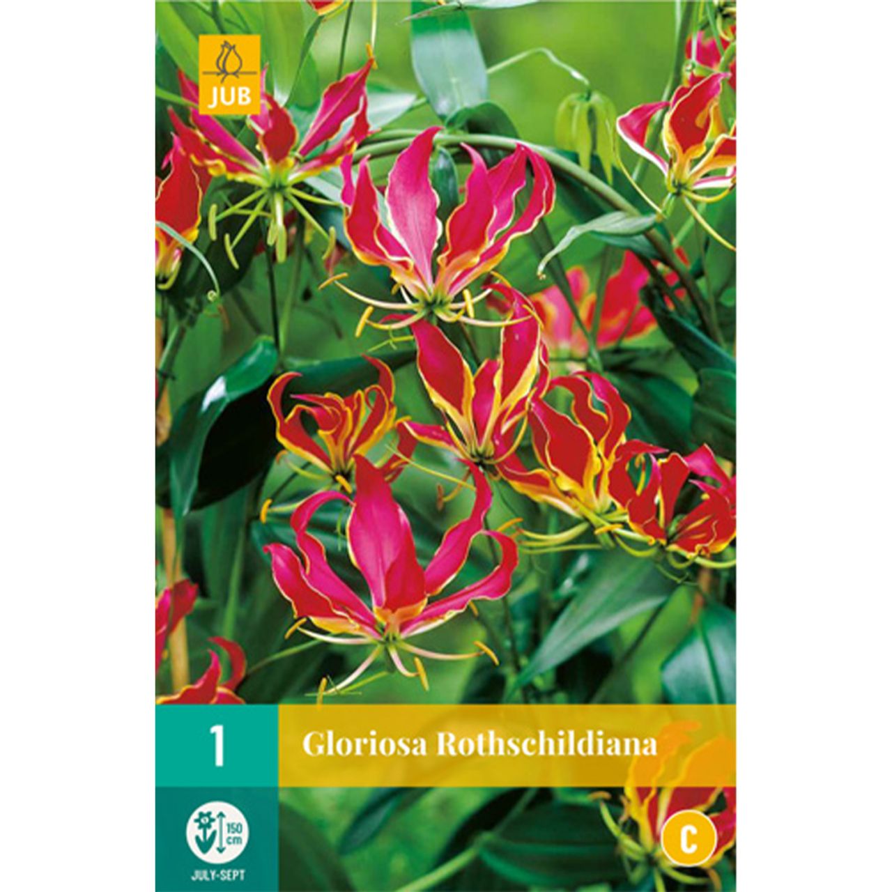 Kategorie <b>Frühlings-Blumenzwiebeln </b> - Ruhmeskrone  -  Kletter-Lilie - 1 Stück - Gloriosa rothschildiana