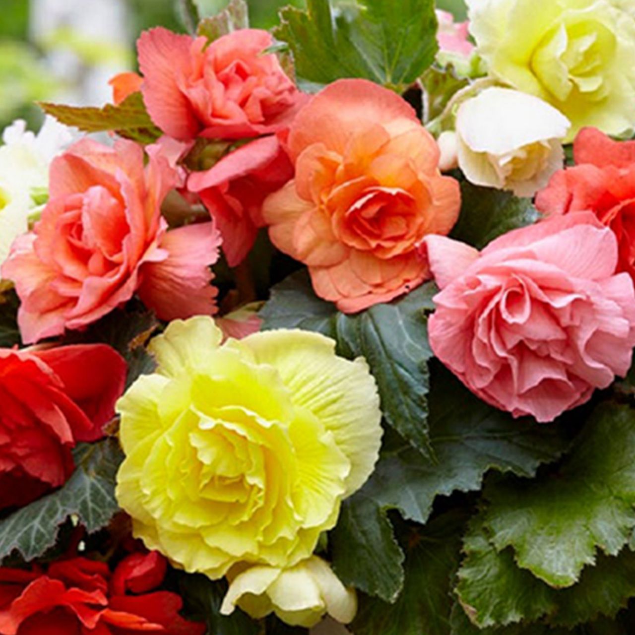 Kategorie <b>Frühlings-Blumenzwiebeln </b> - Duftende Kaskadenbegonie 'Fragrant Mix', 3 Stück - Begonia cascade odorosa 'Fragrant Mix'