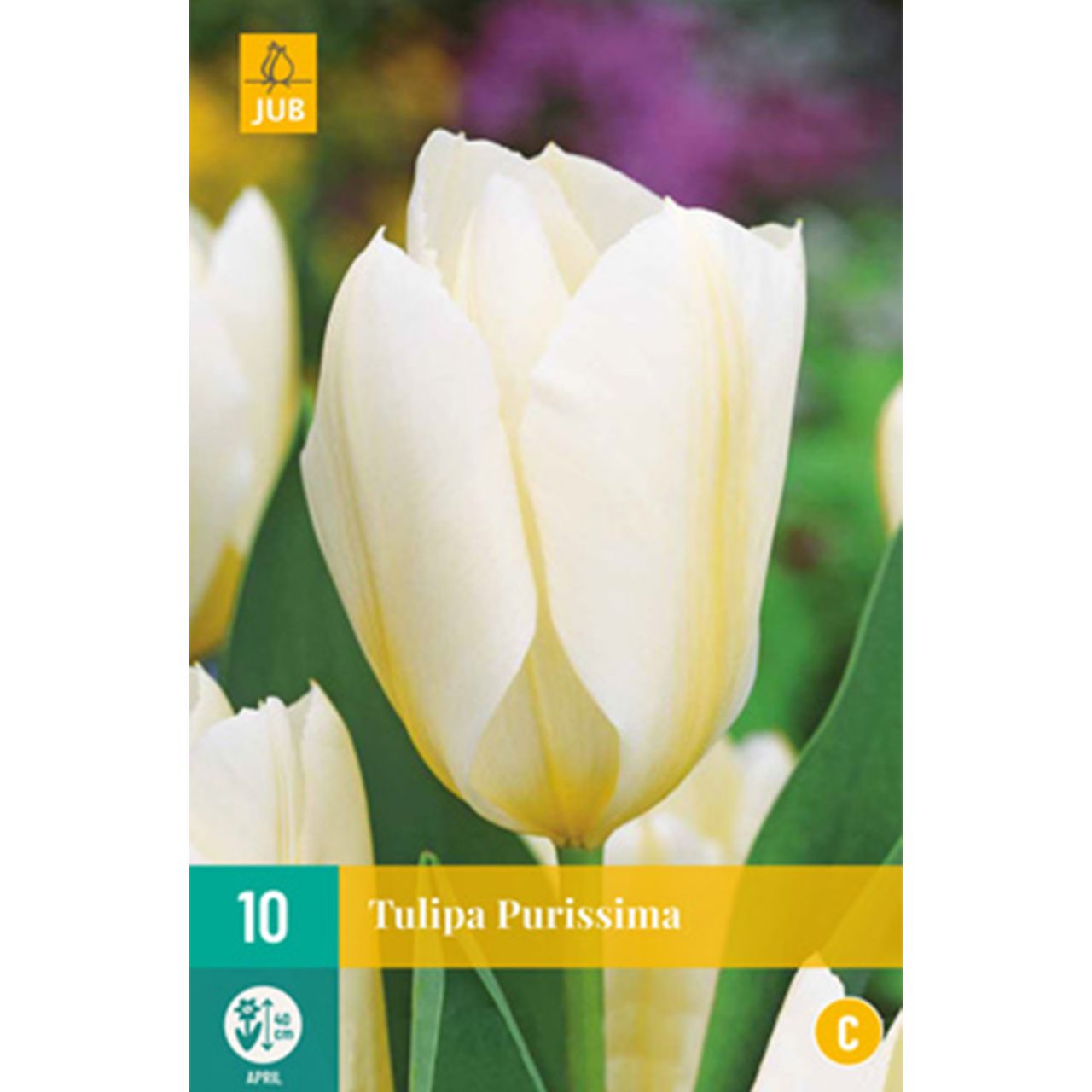 Kategorie <b>Herbst-Blumenzwiebeln </b> - Fosteriana Tulpe 'White Emperor/Purissima" - 10 Stück - Tulipa forsteriana 'White Emperor/Purissima'