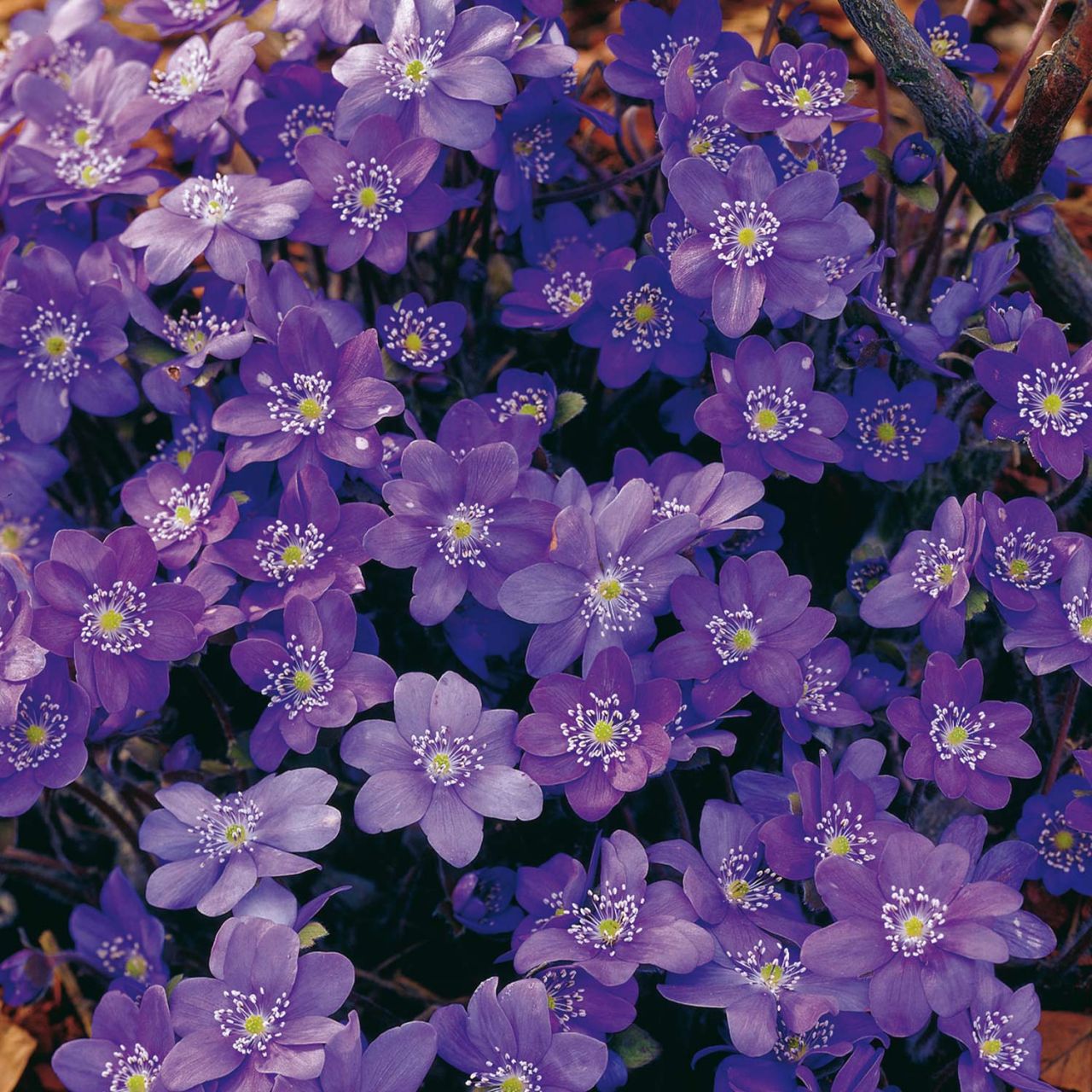 Heimisches Blau-Violettes Leberblümchen