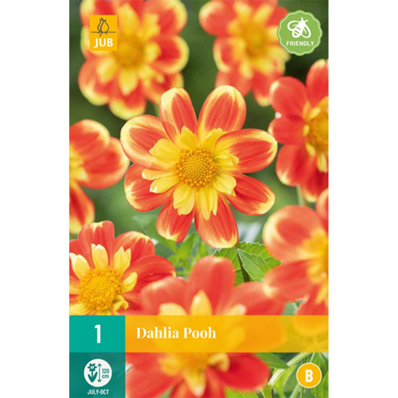 Kategorie <b>Frühlings-Blumenzwiebeln </b> - Halskrausen-Dahlie 'Pooh' - 1 Stück - Dahlia 'Pooh'
