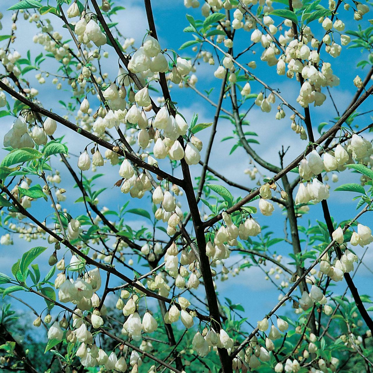  Schneeglöckchenbaum - Halesia carolina