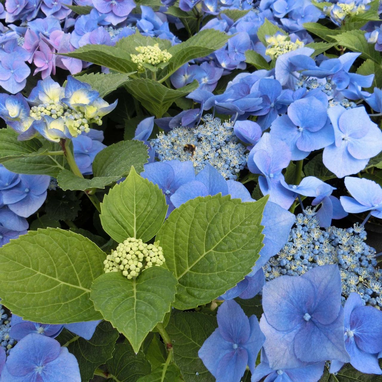 Kategorie <b>Blütensträucher und Ziergehölze </b> - Tellerhortensie 'Blue Bird' - Hydrangea serrata 'Bluebird'