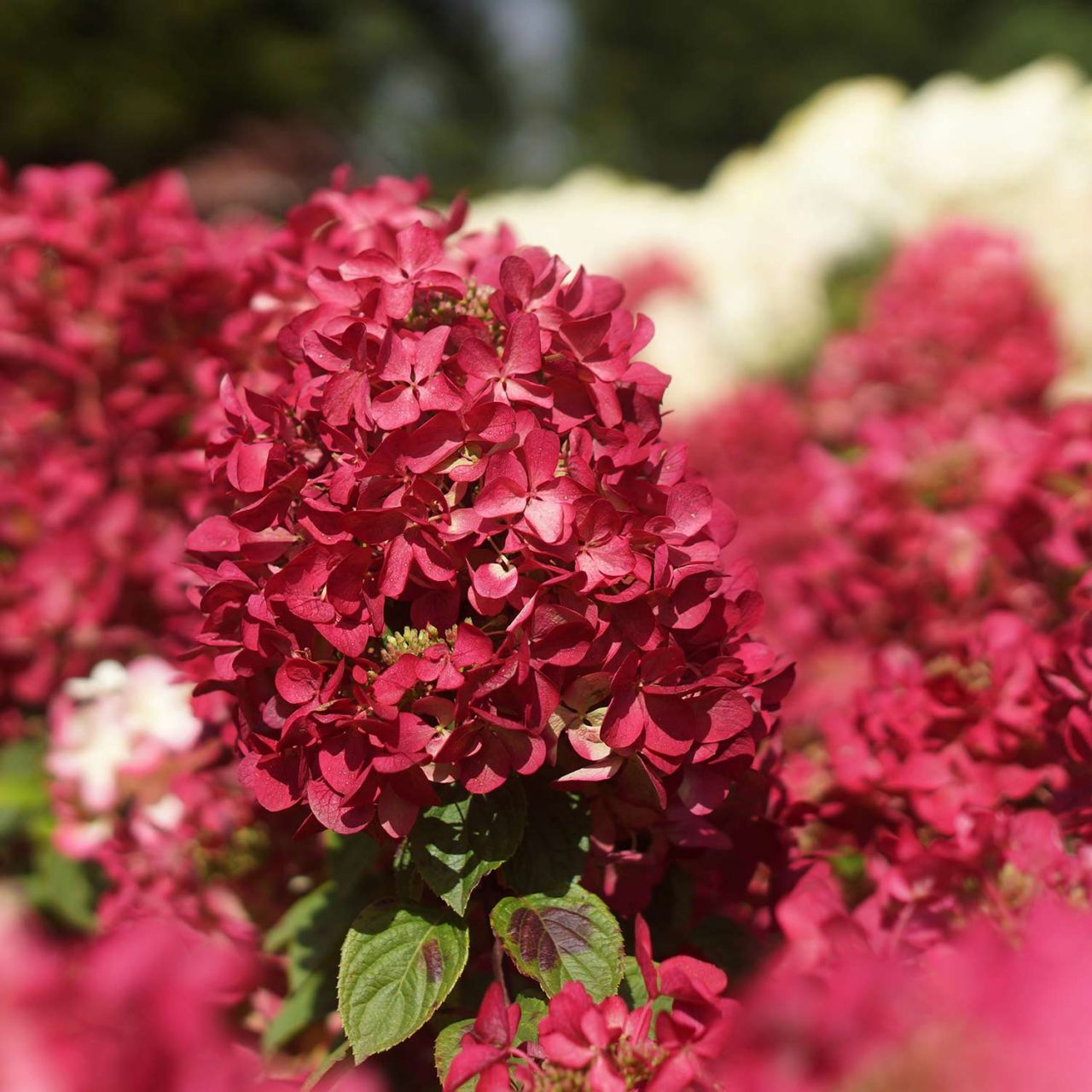 Kategorie <b>Blütensträucher und Ziergehölze </b> - Rispenhortensie 'Diamant Rouge ®' - Hydrangea paniculata