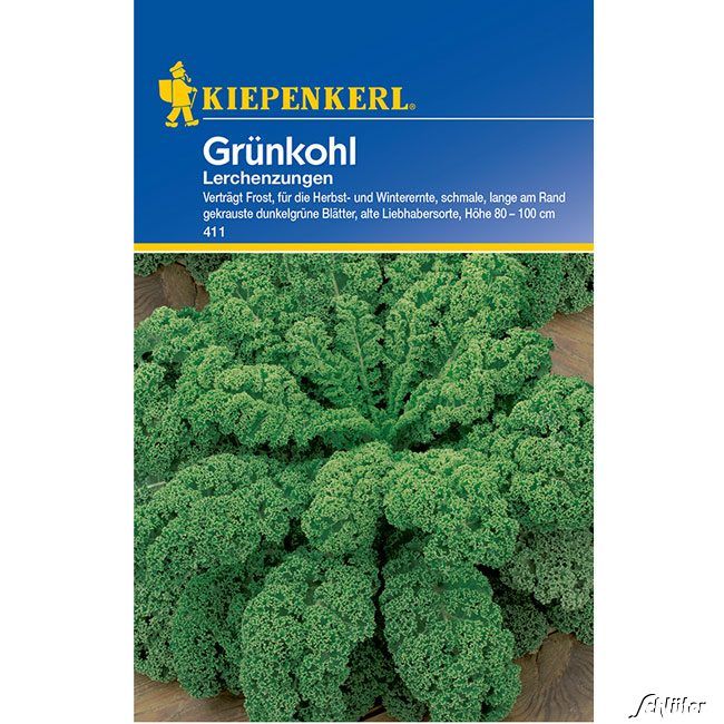 Kategorie <b>Gemüse-Samen </b> - Grünkohl 'Lerchenzungen' - Brassica oleracea var. sabellica