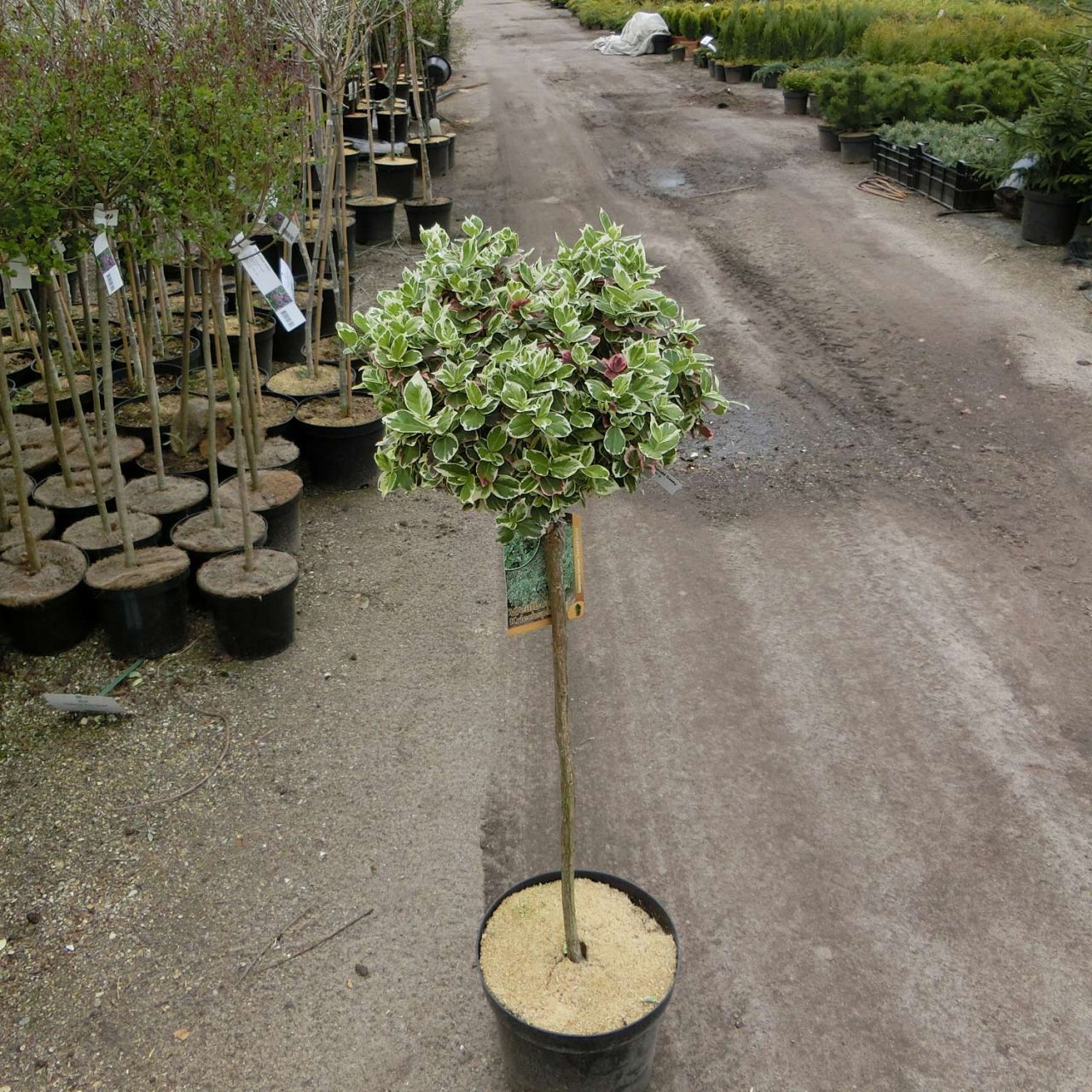 Kategorie <b>immergrüne Laubbäume </b> - Weißbunte Kriechspindel 'Emerald´n Gaiety' auf Stamm - Euonymus 'Emerald´n Gaiety'