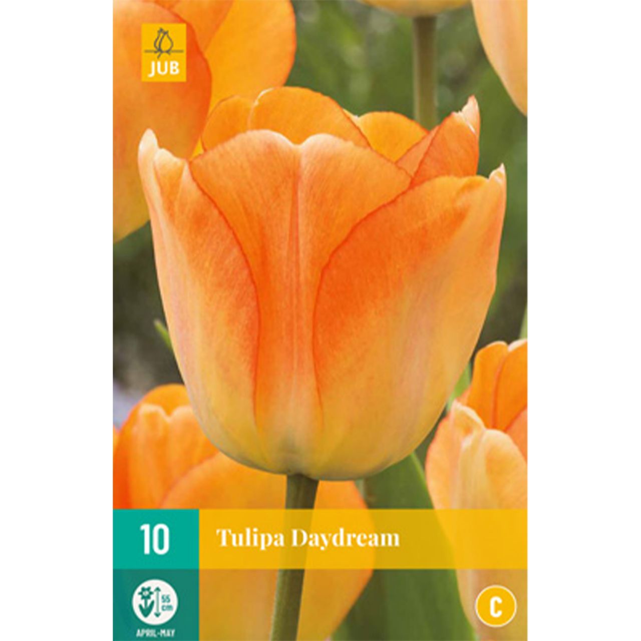 Kategorie <b>Herbst-Blumenzwiebeln </b> - Darwin-Hybrid Tulpe 'Daydream' - 10 Stück - Tulipa 'Daydream'