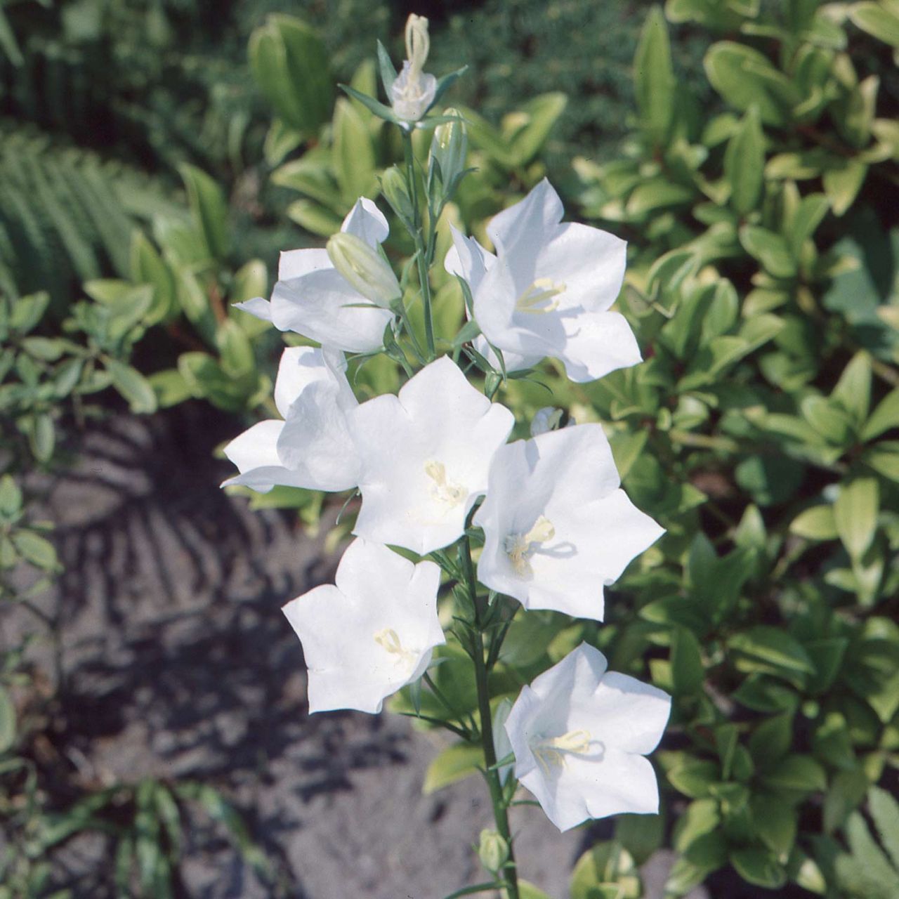 Kategorie <b>Stauden </b> - Weiße Glockenblume 'Alba' - Campanula persicifolia Alba