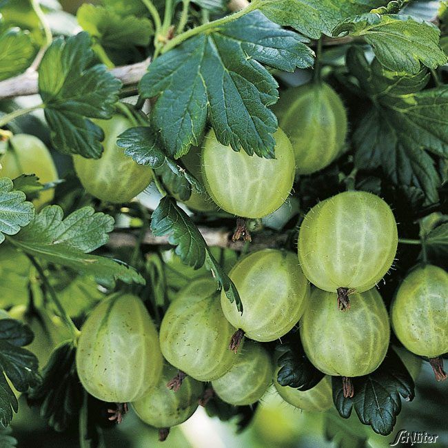  Stachelbeere 'Karlin' - Ribes uva-crispa 'Karlin'