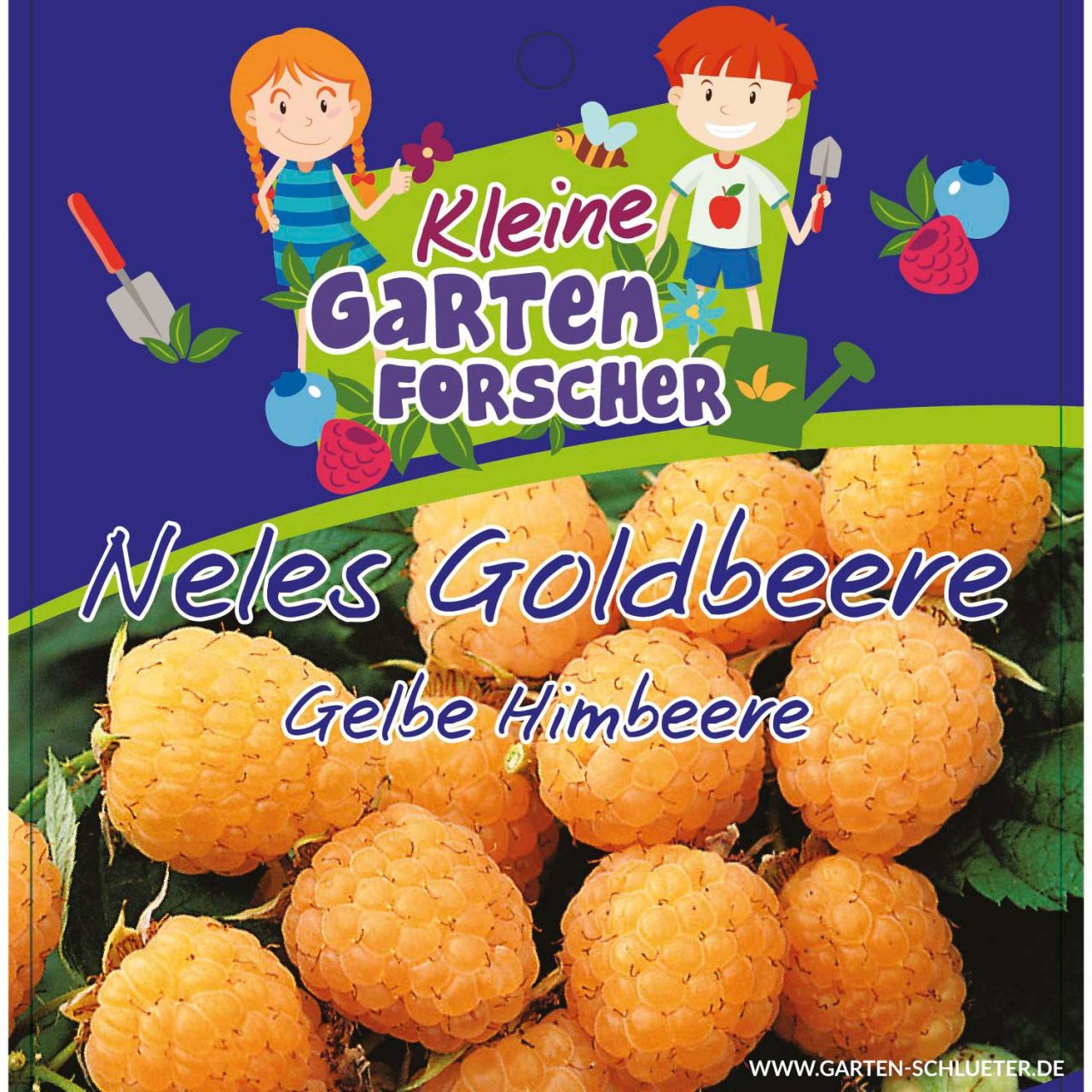 Kategorie <b>Beeren </b> - Gelbe Himbeere 'Nele´s Goldbeere' Kleine Gartenforscher - Rubus idaeus