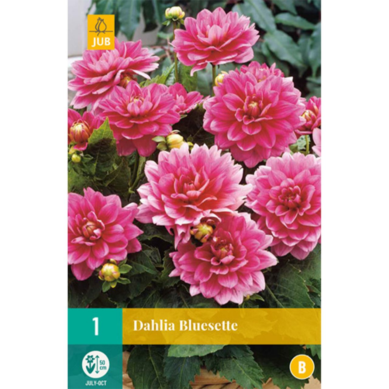 Kategorie <b>Frühlings-Blumenzwiebeln </b> - Beetdahlie 'Bluesette' - 1 Stück - Dahlia 'Bluesette'