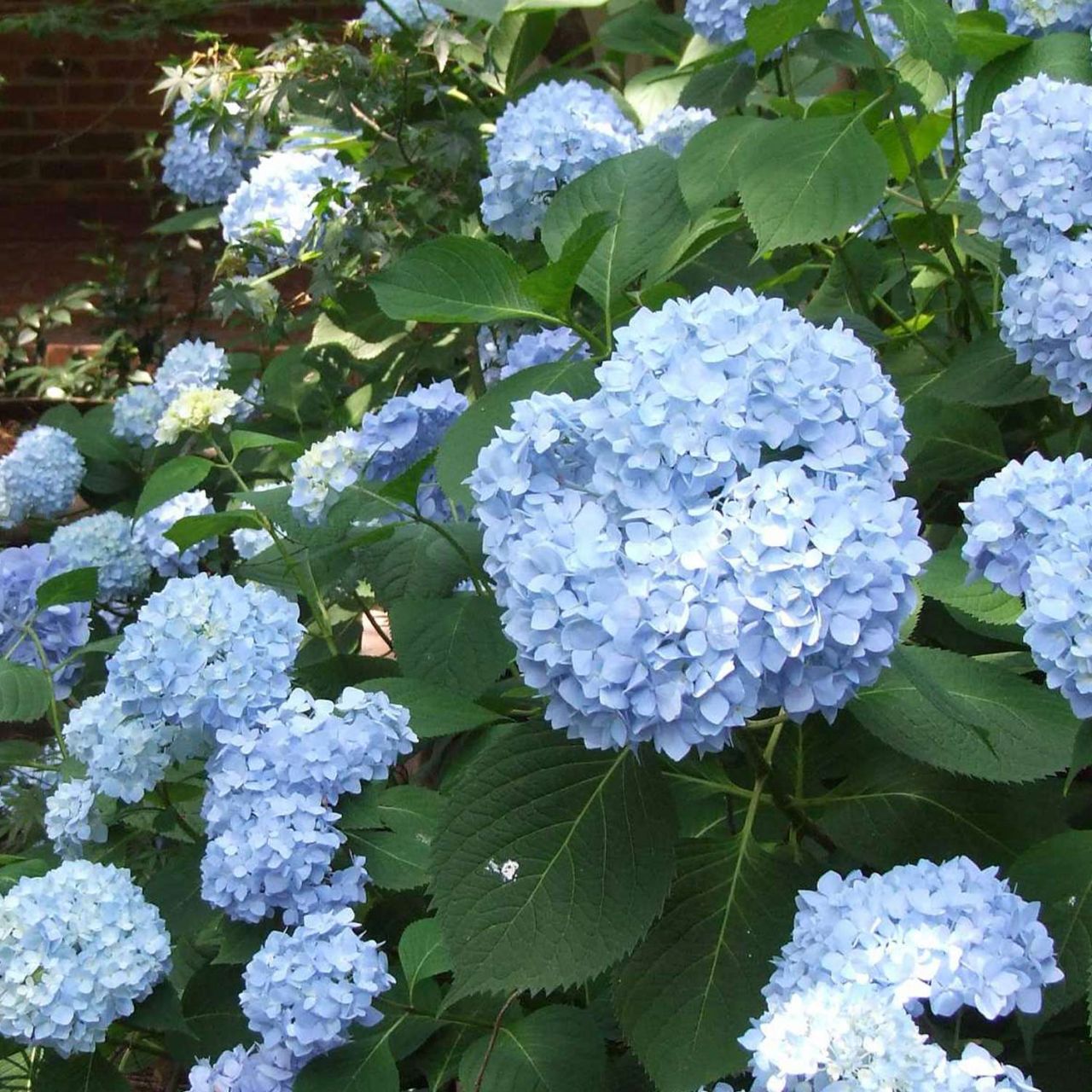 Kategorie <b>Blütensträucher und Ziergehölze </b> - Hortensie Endless Summer® 'The Original Blue' - Hydrangea macrophylla Endless Summer® 'The Original' blau