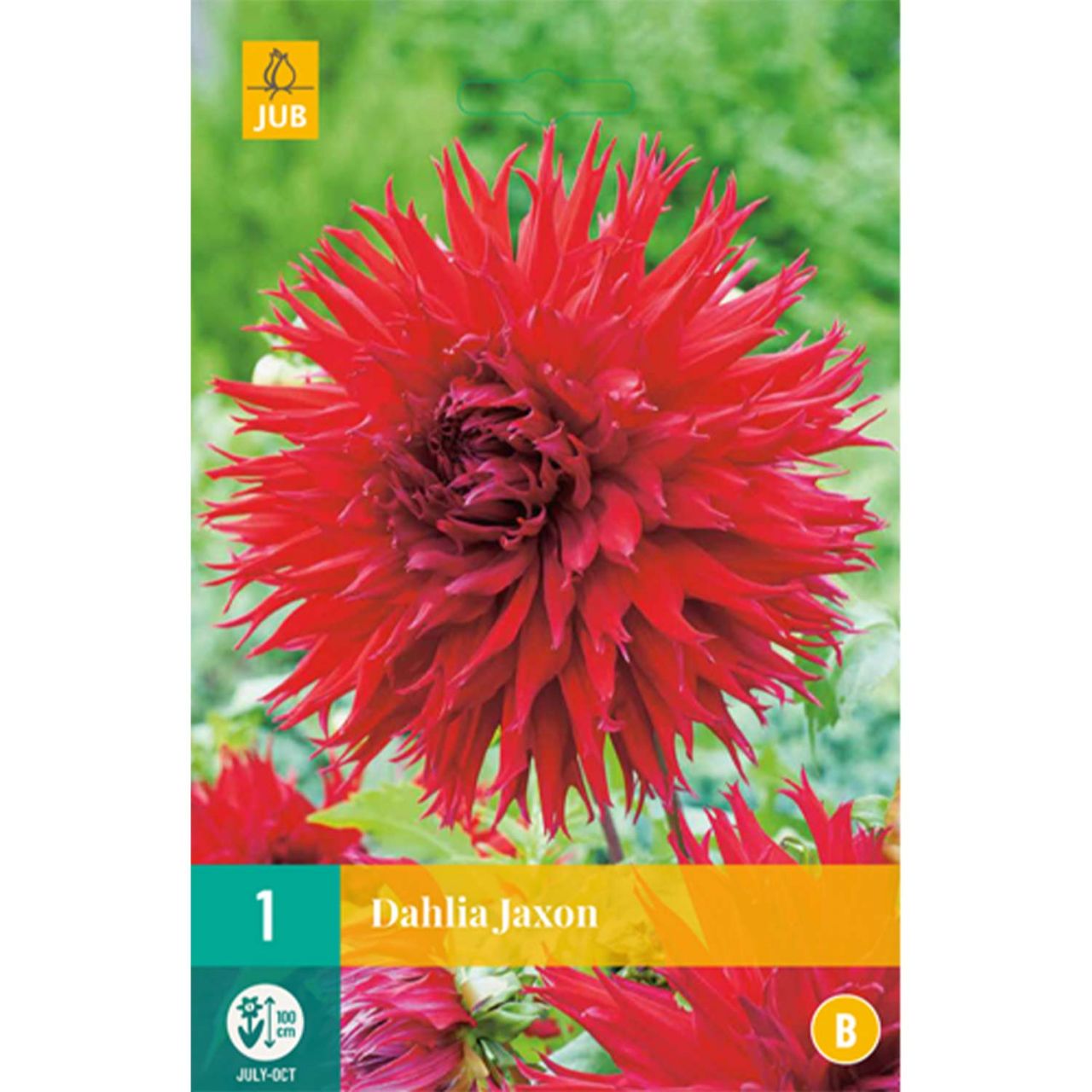 Kategorie <b>Frühlings-Blumenzwiebeln </b> - Semi-Kaktusdahlie 'Jaxon' - Dahlia