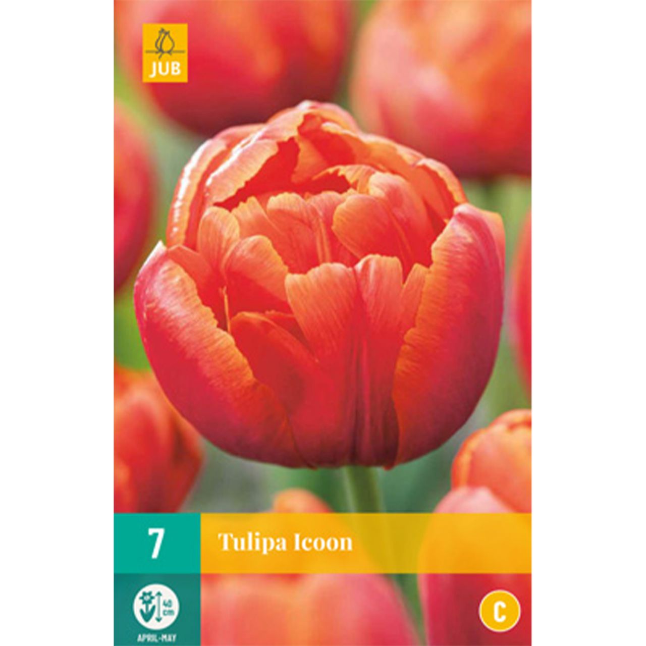 Kategorie <b>Herbst-Blumenzwiebeln </b> - Gefüllte späte Tulpe 'Icon' - 7 Stück - Tulipa 'Icon'