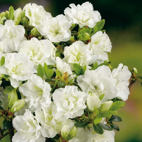 3-60395-japanische-azalee-schneeperle-rhododendron-obtusum-schneeperle