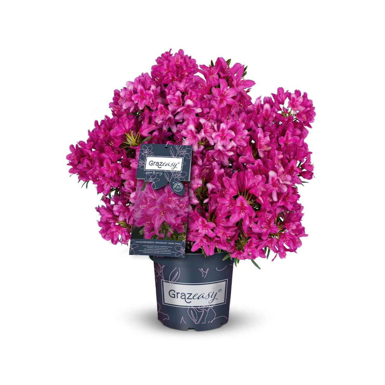 Kategorie <b>Rhododendron </b> - Rhododendron 'Grazeasy® Dark Pink®' - Rhododendron 'Grazeasy® Dark Pink'