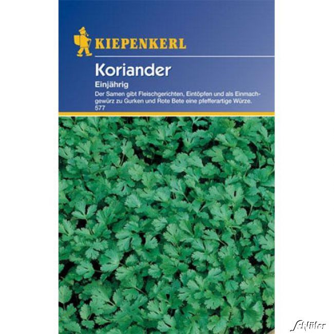 Kategorie <b>Kräuter-Samen </b> - Koriander - Coriandrum sativum