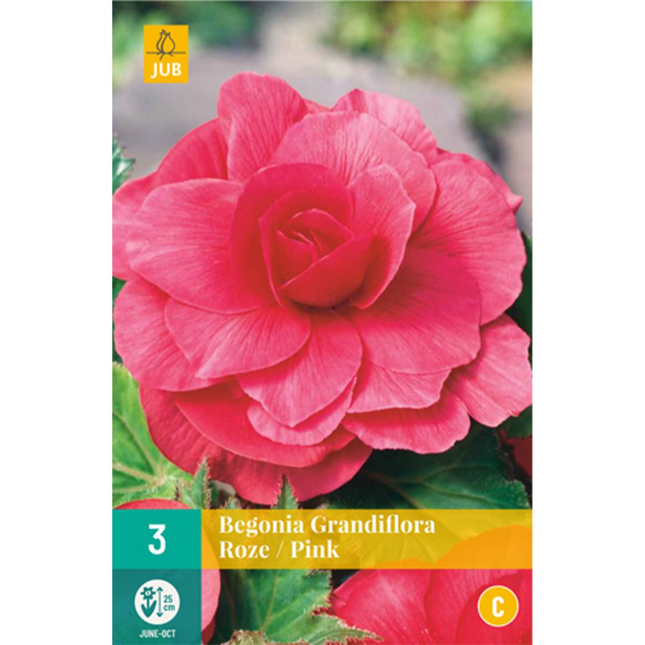  Riesenblütige Begonie 'Grandiflora Rosa' - 3 Stück - Begonia Grandiflora
