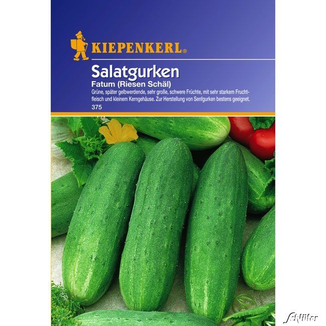 Kategorie <b>Gemüse-Samen </b> - Salatgurke 'Fatum/Riesen Schäl' - Cucumis sativus