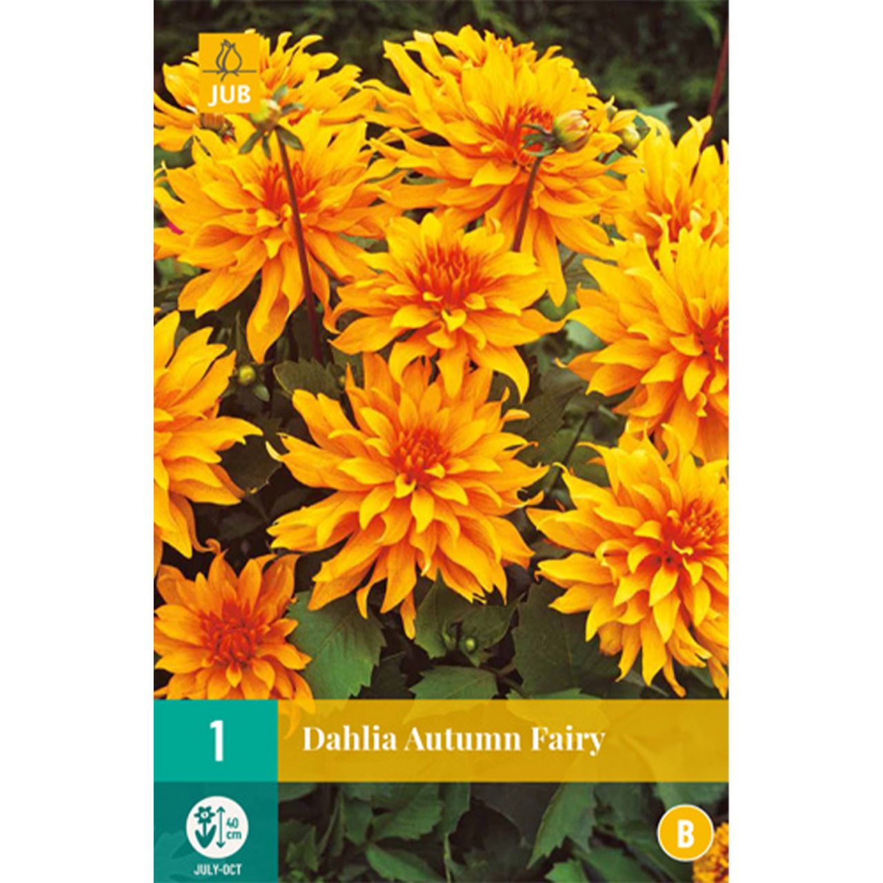 Kategorie <b>Frühlings-Blumenzwiebeln </b> - Zwerg-Dahlie 'Autumn Fairy' - 1 Stück - Dahlia x hybrida 'Autumn Fairy'
