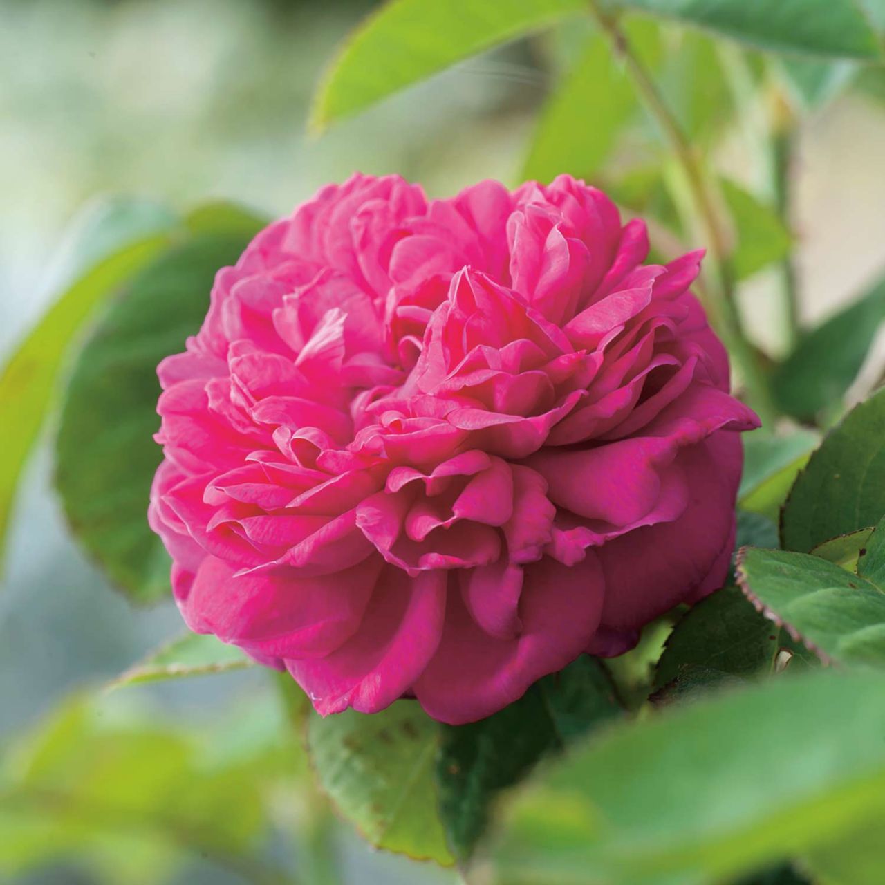 Kategorie <b>Stammrosen </b> - Stammrose 'Rose de Resht®' - 60 cm Stamm - Rosa 'Rose de Resht®'