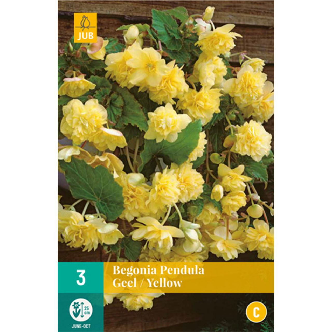 Kategorie <b>Frühlings-Blumenzwiebeln </b> - Hängebegonie 'Pendula Gelb' - 3 Stück - Begonia