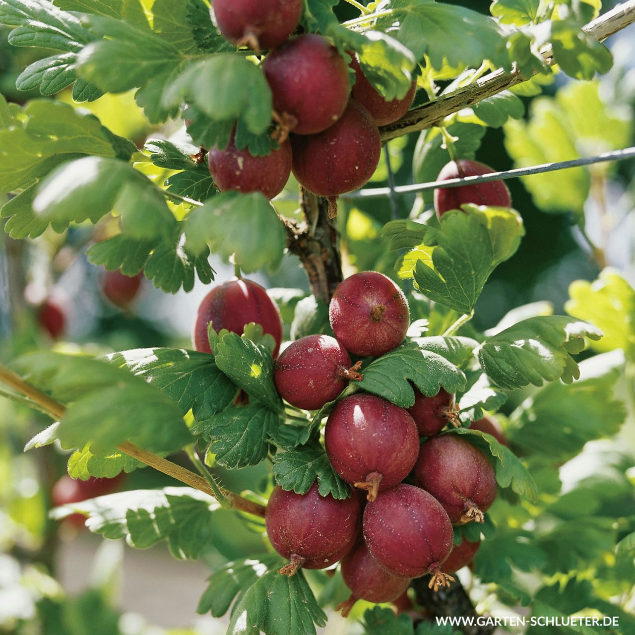  Stachelbeere 'Redeva' - Ribes uva-crispa 'Redeva'