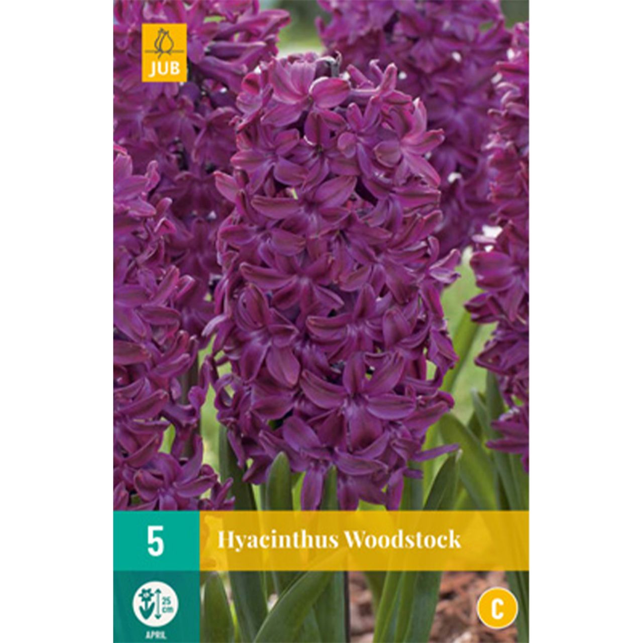 Kategorie <b>Herbst-Blumenzwiebeln </b> - Hyazinthe 'Woodstock' - 5 Stück - Hyacinthus