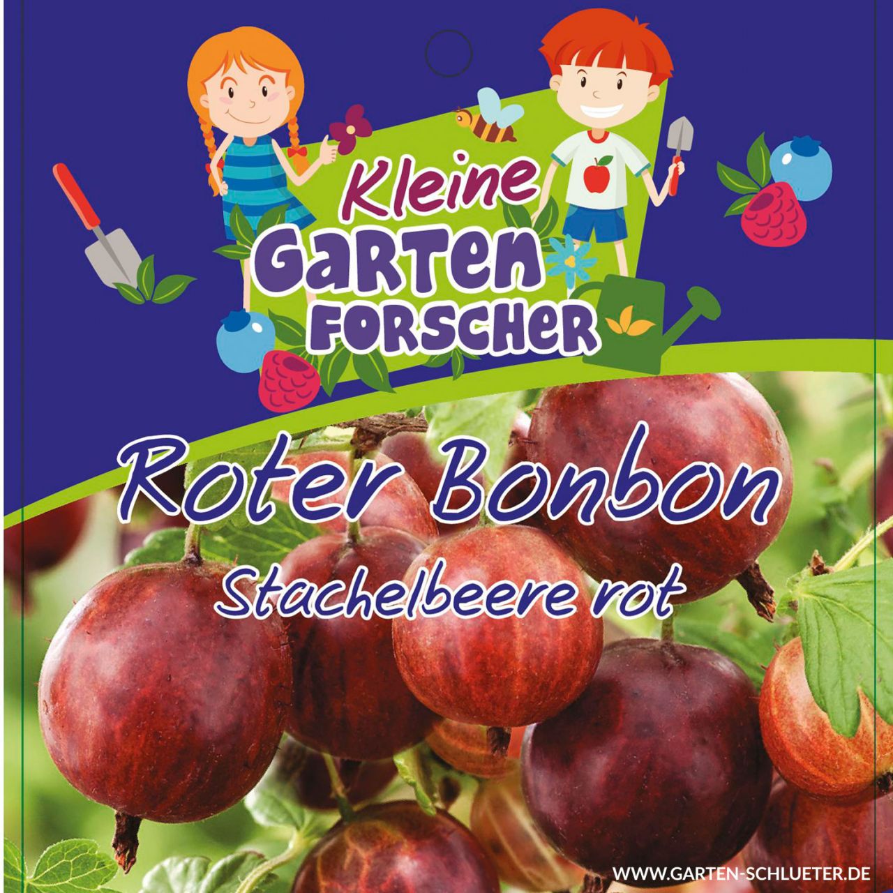 Kategorie <b>Beeren </b> - Rote Stachelbeere 'Roter Bonbon'  - Kleine Gartenforscher - Ribes uva-crispa