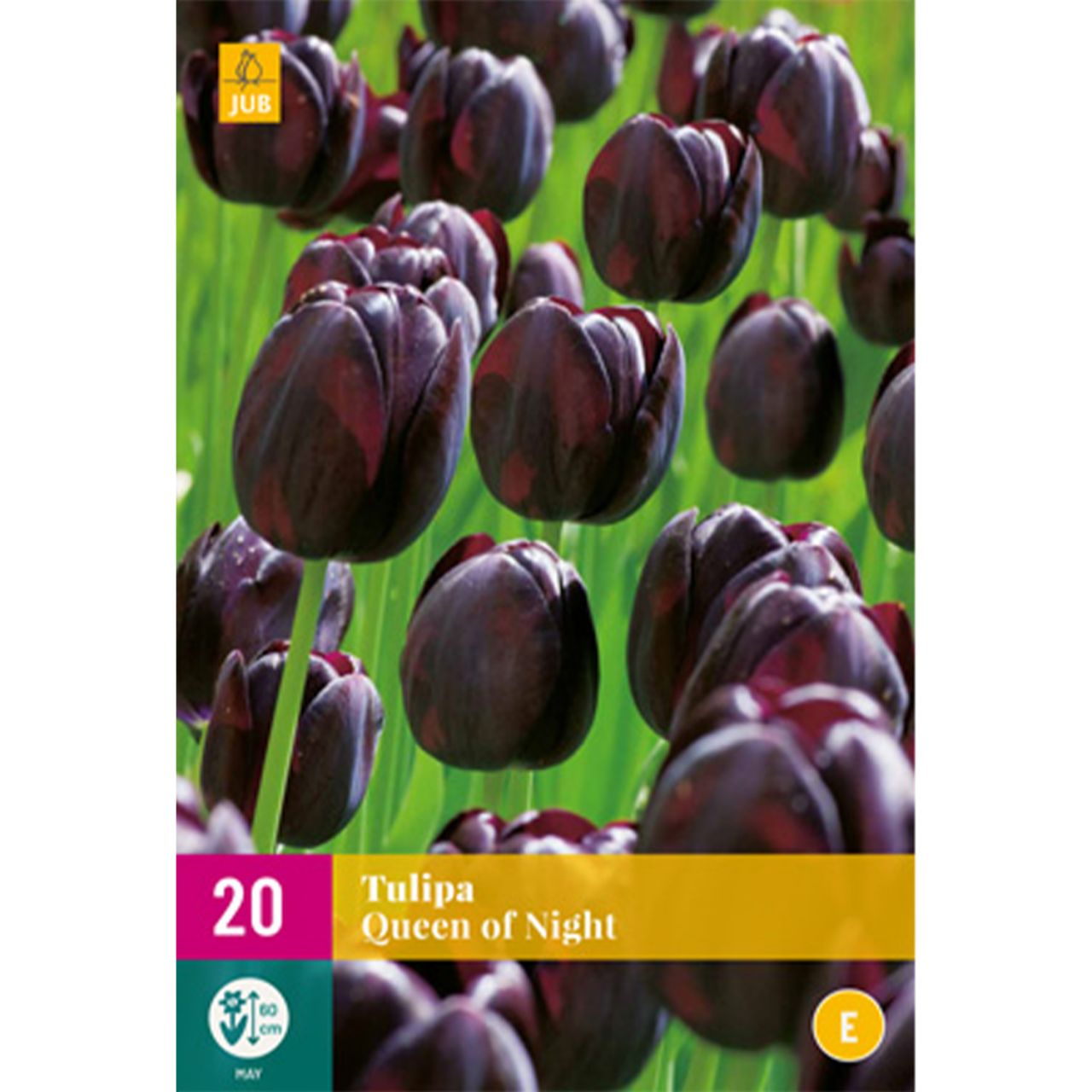 Kategorie <b>Herbst-Blumenzwiebeln </b> - Einfache späte Tulpe 'Queen of Night' - 20 Stück - Tulipa 'Queen of Night'