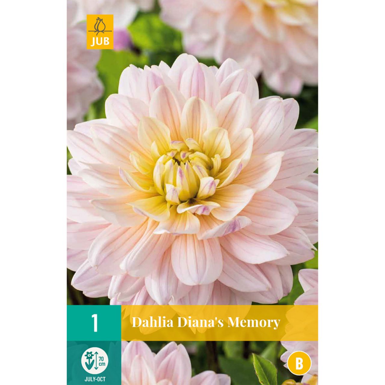 Kategorie <b>Frühlings-Blumenzwiebeln </b> - Schmuckdahlie 'Diana's Memory', 1 Stück - Dahlia 'Diana's Memory'