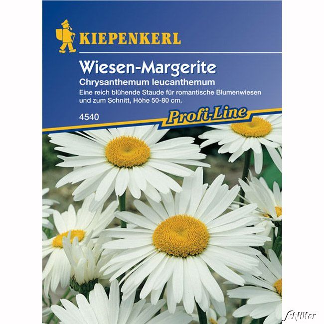 Kategorie <b>Blumensamen </b> - Margeriten 'Wiesen-Margerite' - Chrysanthemum leucanthemum