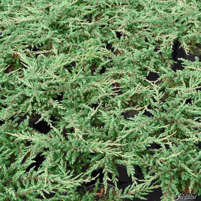  Grünwacholder 'Repanda' - Juniperus communis 'Repanda'