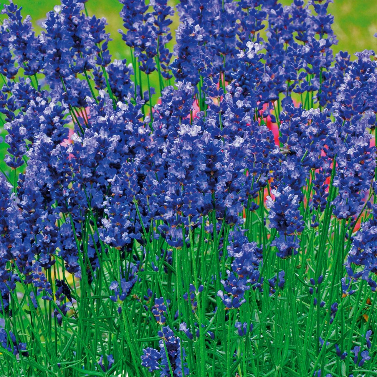 Lavendel ‚Hidcote Blue‘