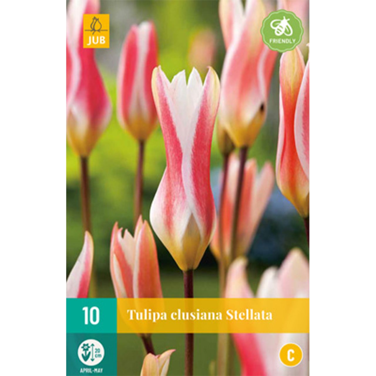 Kategorie <b>Herbst-Blumenzwiebeln </b> - Wildtulpe 'Clusiana Stellata' - 10 Stück - Tulipa Clusiana