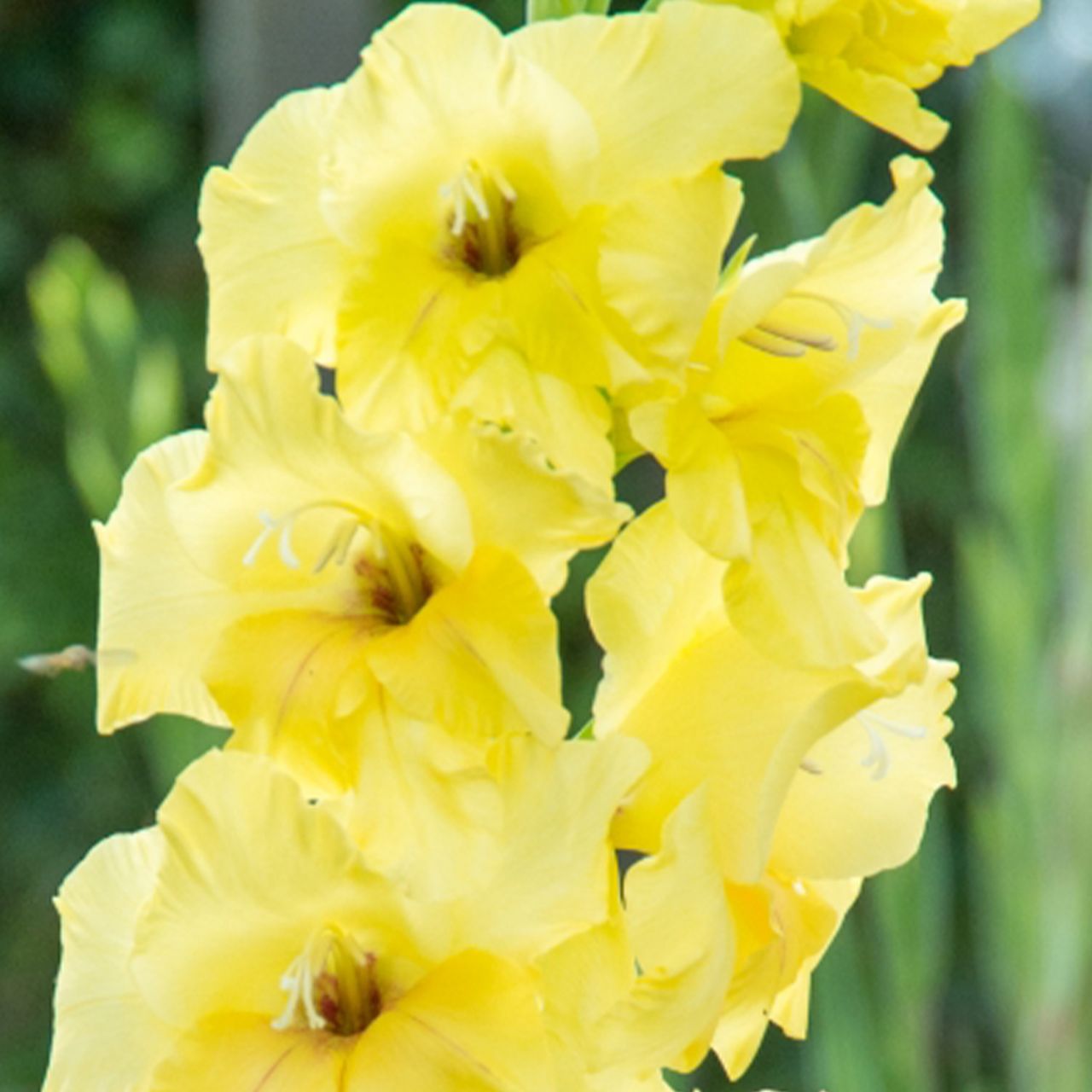 Kategorie <b>Frühlings-Blumenzwiebeln </b> - Gladiole 'Nova Lux' - 10 Stück - Gladiolus