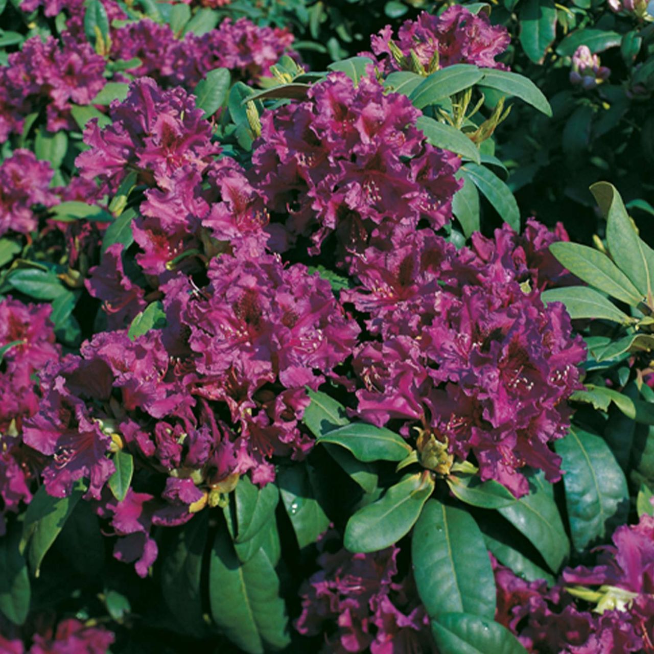 Kategorie <b>Rhododendron </b> - Rhododendron 'Azurro' - Rhododendron hybride