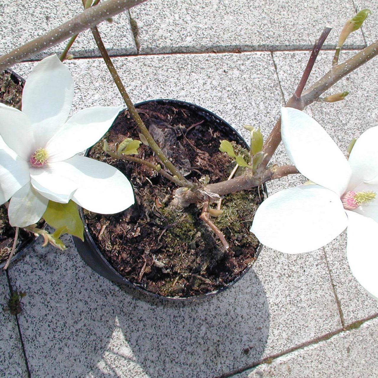  Sommer-Magnolie - Magnolia sieboldii
