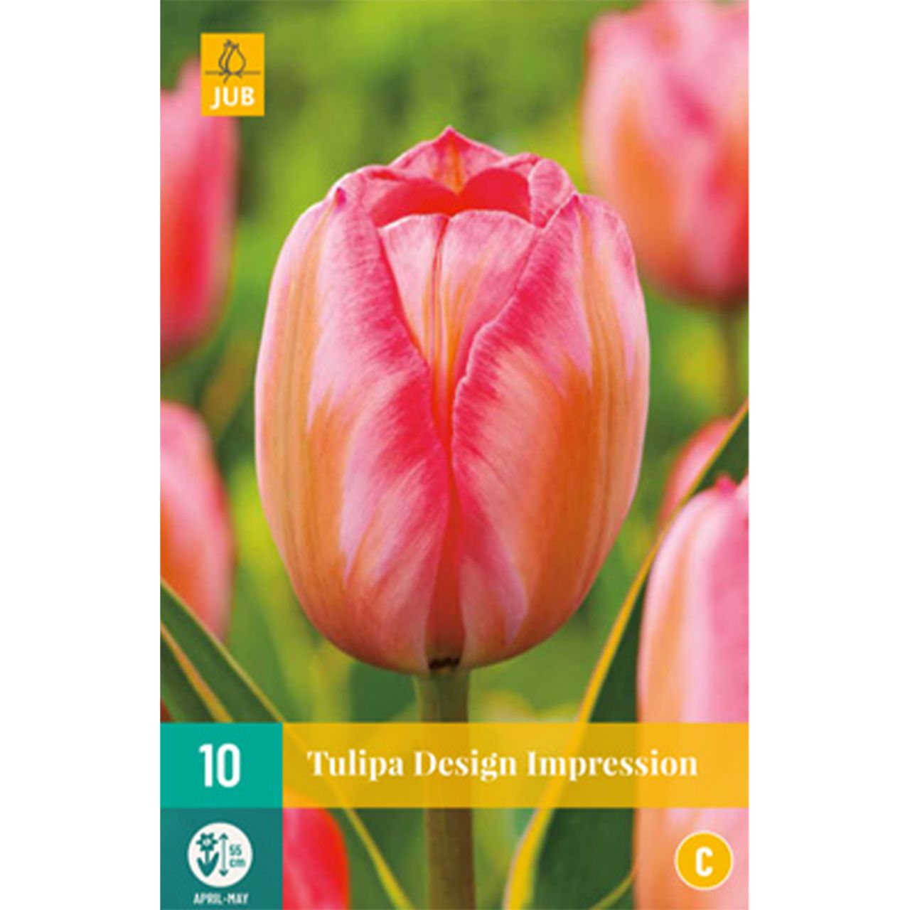 Kategorie <b>Herbst-Blumenzwiebeln </b> - Darwin-Hybrid Tulpe 'Design Impression' - 10 Stück - Tulipa 'Design Impression'