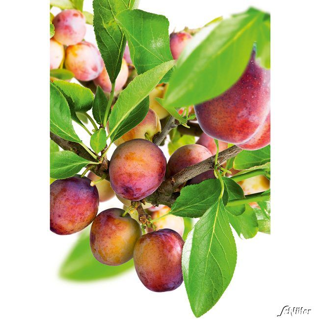 Kategorie <b>Pflaumen und Zwetschgen </b> - Pflaume 'Opal' - Prunus Domestica 'Opal'