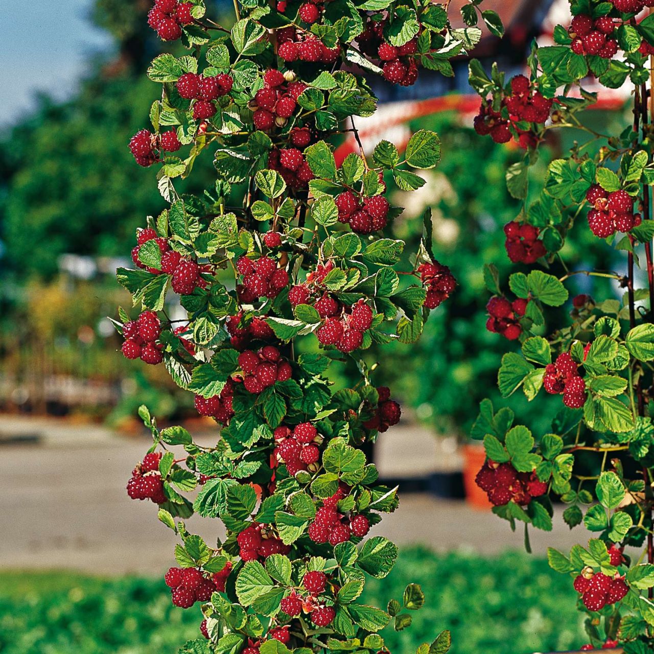 Kategorie <b>Beeren </b> - Herbsthimbeere 'Autumn First®' - Rubus idaeus 'Autumn First®'