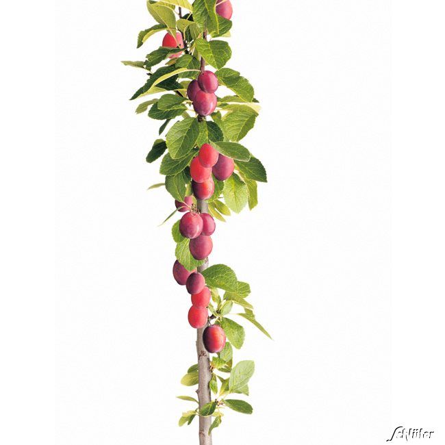 Kategorie <b>Pflaumen und Zwetschgen </b> - Säulen-Pflaume 'Fruca' - Prunus domestica Fruca