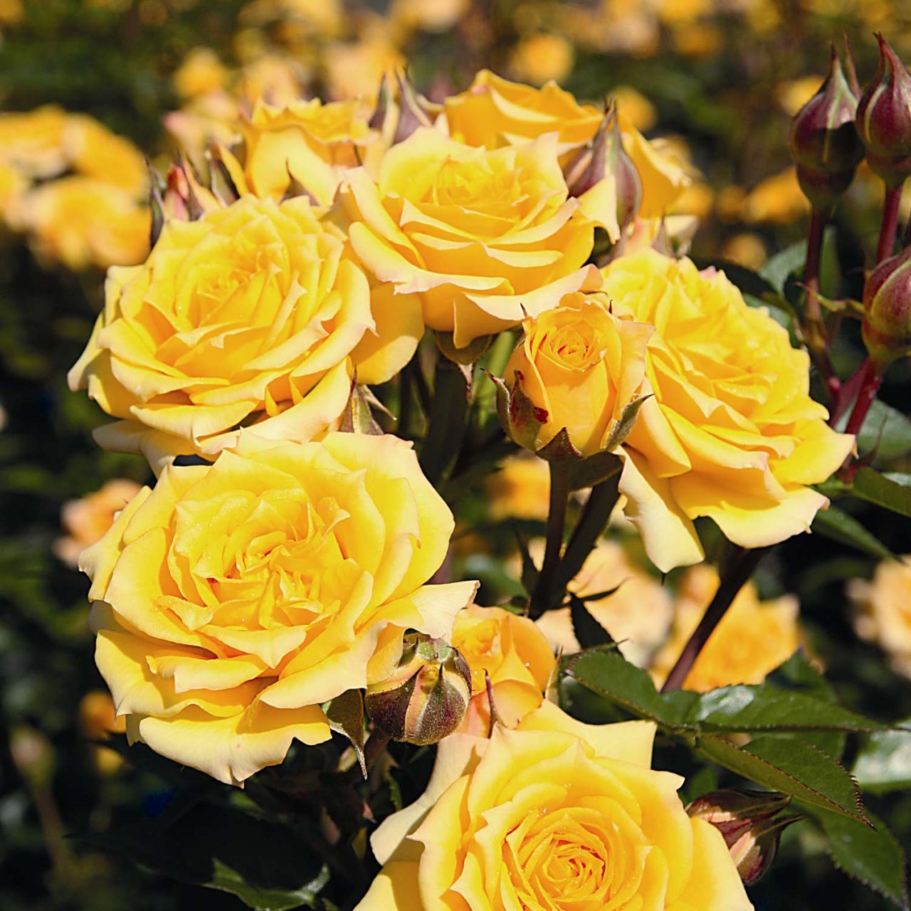 Kategorie <b>Zwergrosen </b> - Rose 'Yellow Clementine' - Rosa 'Yellow Clementine'
