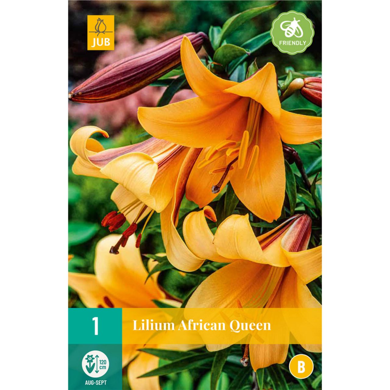 Kategorie <b>Frühlings-Blumenzwiebeln </b> - Lilie 'African Queen', 1 Stück - Lilium 'African Queen'