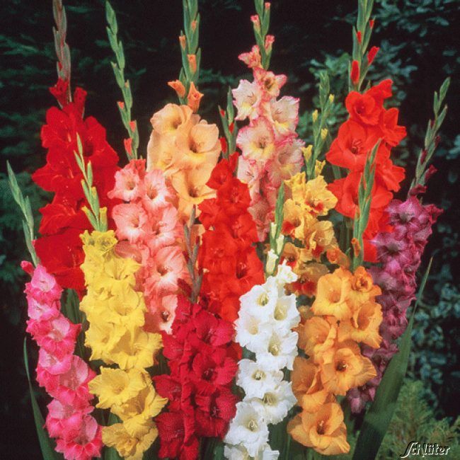 Kategorie <b>Frühlings-Blumenzwiebeln </b> - Gladiole 'Prachtmischung' - Gladiolus communis
