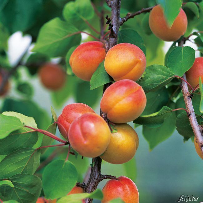 Kategorie <b>Sonstige Früchte </b> - Mirabellen-Aprikosensäule - Prunus dom.'Miracose' CAC   