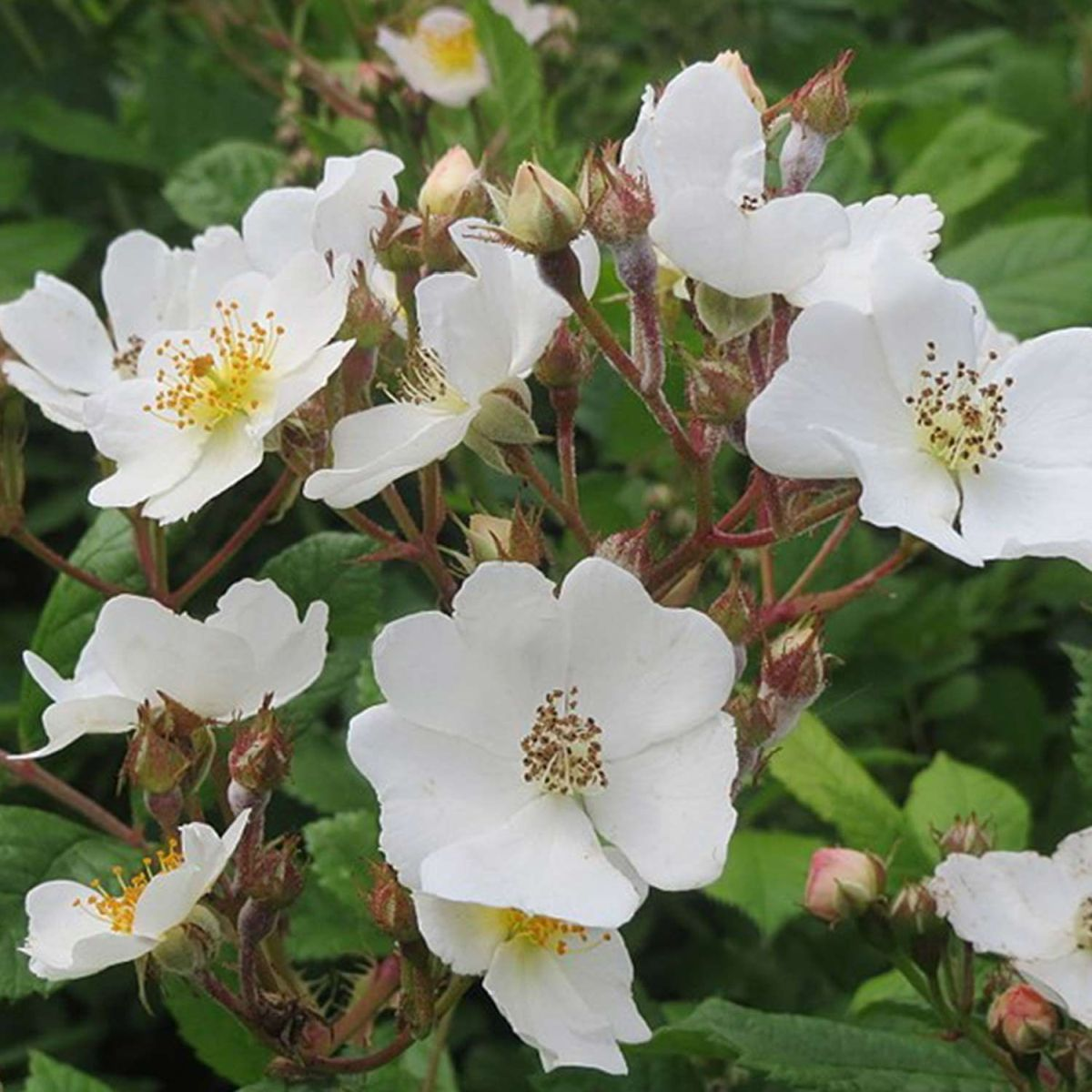 Kategorie <b>Duftrosen </b> - Büschelrose - Rosa multiflora