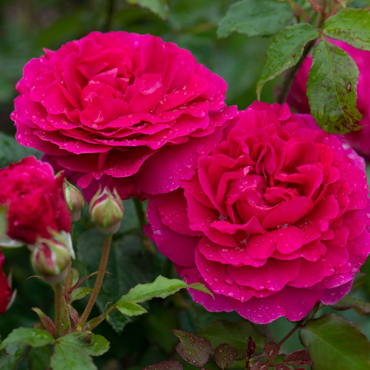 Kategorie <b>Englische Rosen </b> - David Austin-Rose 'Gabriel Oak®' - Rosa 'Auscrowd'